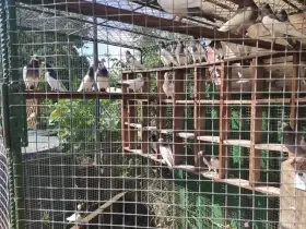 Prodám holubi, Rakovnický kotrlák, modrý sedlatý, letošní výletky i páry