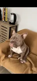 American bully pocket