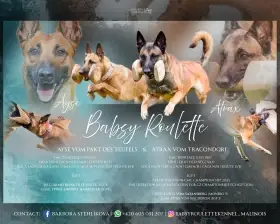 Očekávaný vrh belgického ovčáka malinoise - štěně
