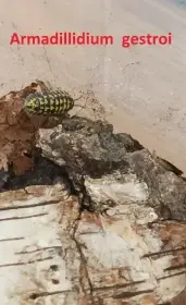 Porcellio laevis "orange " a Armadillidium gestroi