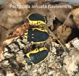 Zlatohlávci - larvy
