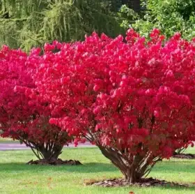 Brslen evropský - Red cascade - ohnivě červený