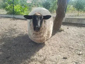 Beran a ovce