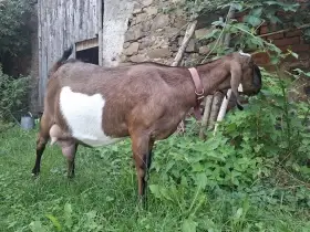 100% Anglonubijská koza