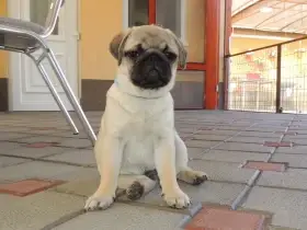 Mops s pp.fci
