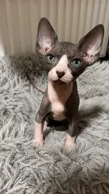 Kanadský Sphynx