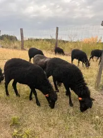 Ovce ouessantská - bahnice s POP