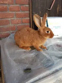 Prodám