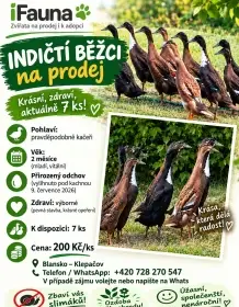 indický běžec - vč. kontaktu