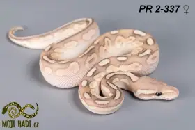 Krajta královská 2026-2025-2024
