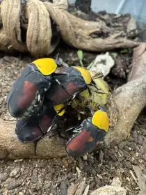 Pachnoda massajae