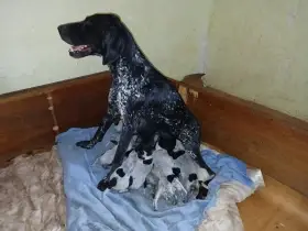 Štěňata německého krátkosrstěho ohaře
