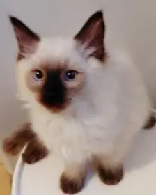 Modrooká nádherná koťátka