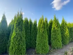 Thuja Smaragd