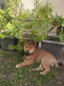 Akira Kitsune no hoshi
