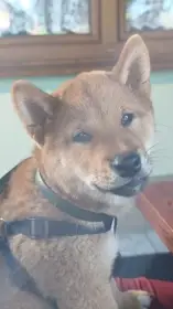 Akira Kitsune no hoshi