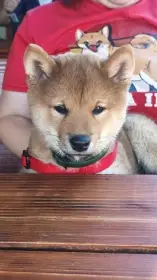 Aibi Kitsune no hoshi