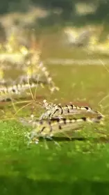 Sulawesi caridina masapi tiger