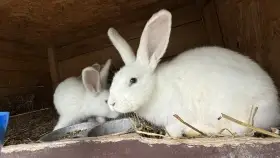Králíci do chovu nebo na výkrm