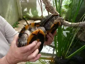 Chovná skupina M.annamensis