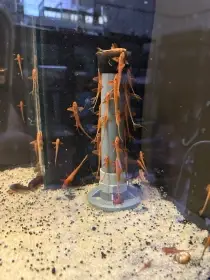 Loricaria rineloricaria sp. Red (L010A)