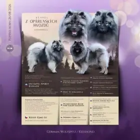 Německý vlčí špic/Keeshond štěňata s PP FCI