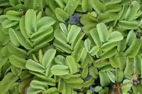 Salvinia Natans - Nepukalka
