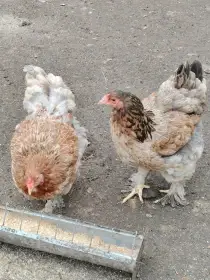 Brahmanky