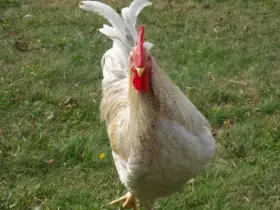 Prodám kohouta do chovu