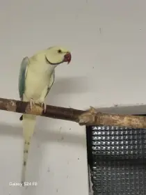 Alex maly opalin