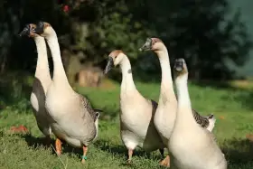 Husa labutí _ doprava po celé ČR