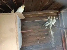 Letošní mladé korely  chovné páry, ruším chov