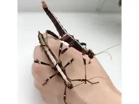 Sungaya inexpectata