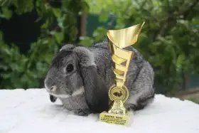 Zakrslý beránek činčilový s PP, 95 bodů