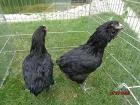 Araukany čierne