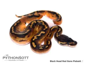 Krajta královská (Python regius) – mláďata 2026