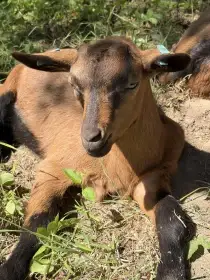 Letošní kozlík - hnědá krátkosrstá koza