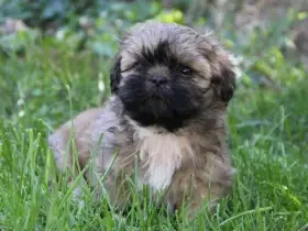 Shih-tzu, ši-cu - štěňátka s PP FCI