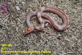 Užovka červená (P. guttatus) - Extreme Ultramel Okteetee,Extreme Reverse Okeetee