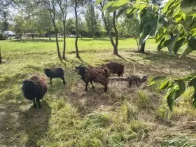 Prodám jehnicku