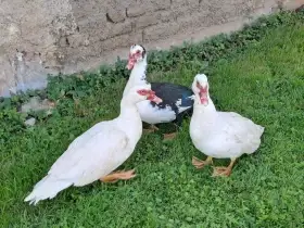 Pižmové kachny - prodej