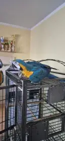 Ara ararauna.