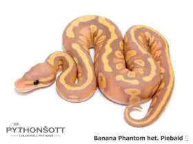 Krajta královská (Python regius) – mláďata 2026