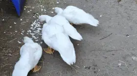 Pižmovky