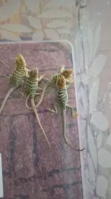Crotaphytus collaris Auriceps