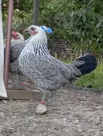 Zdrobnělá Česká stříbrná kropenka