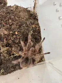 G. Rosea