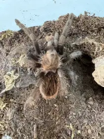 T. Vagans