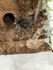 G. Pulchra