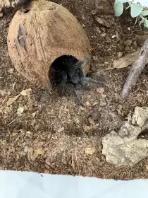 G. Pulchra